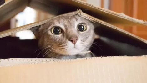 Kiwi facial recognition program can help you repair your relationship… with cats