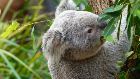 Aruba and Taronga Zoo partnership to transform visitor experiences