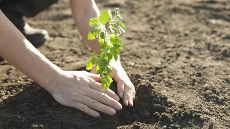 Apple creates sweeping carbon removal fund